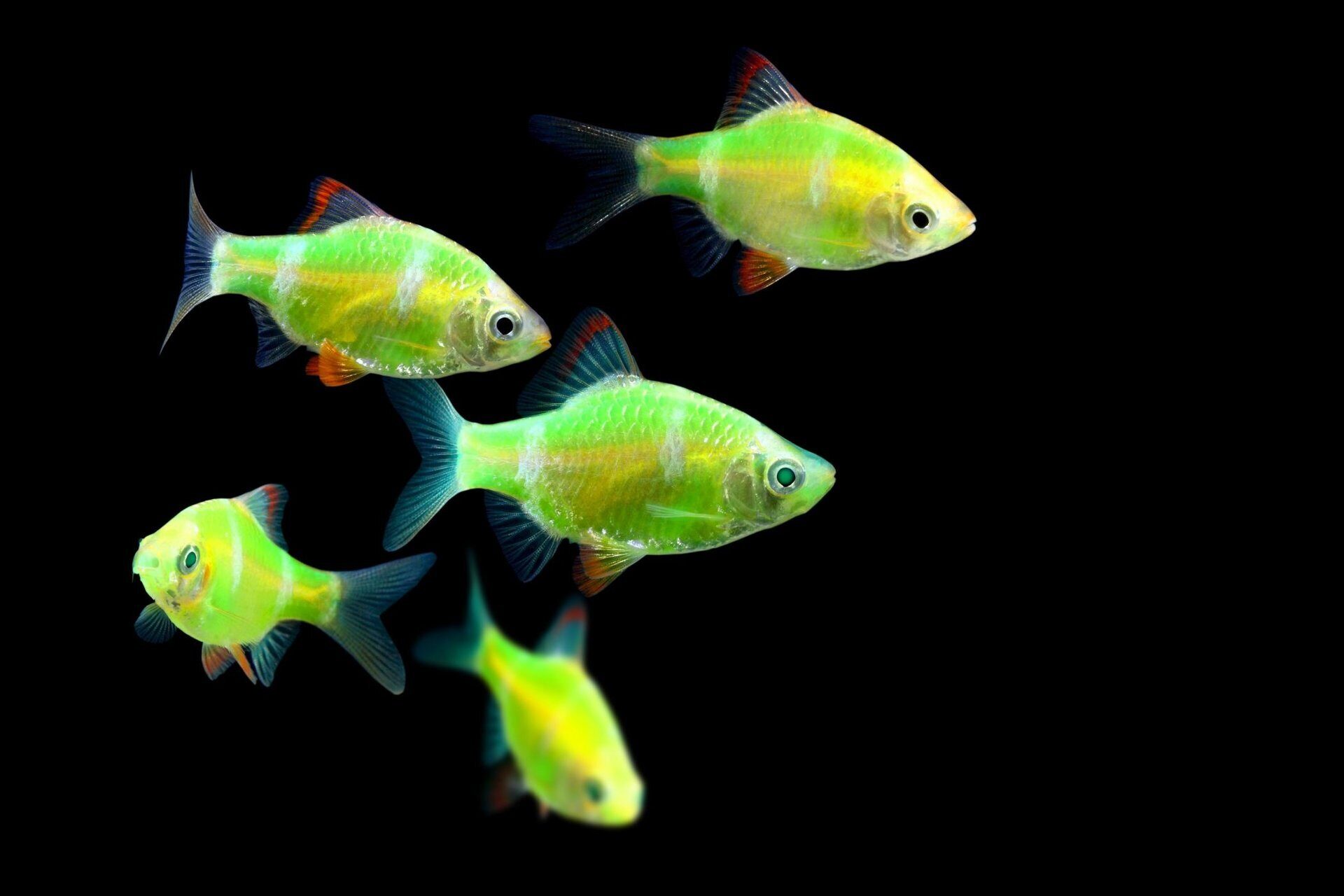 Аквариумные разноцветные рыбки фото и название